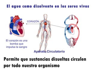 Permite que sustancias disueltas circulen por todo nuestro organismo Aparato Circulatorio El corazón es una bomba que impulsa la sangre CORAZÓN El agua como disolvente en los seres vivos