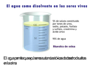El agua como disolvente en los seres vivos
