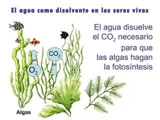El agua disuelve el CO 2 necesario para que las algas hagan la fotosíntesis Algas El agua como disolvente en los seres vivos O 2 CO 2