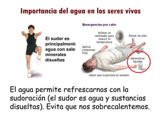 Importancia del agua en los seres vivos El agua permite refrescarnos con la sudoración (el sudor es agua y sustancias disueltas). Evita que nos sobrecalentemos. El sudor es principalmente agua con sales minerales disueltas