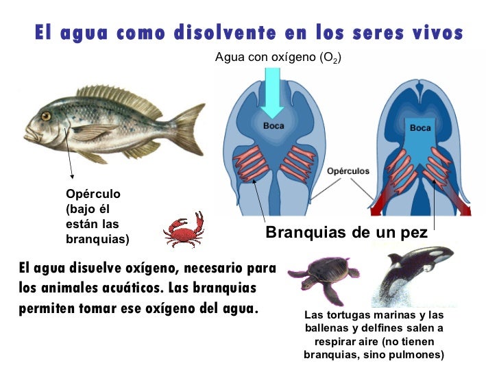 El agua y los seres vivos