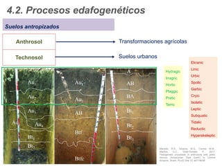 Procesos de formación del suelo en Geografía | PPTX