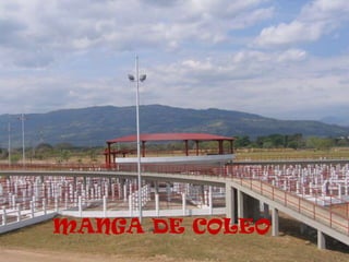 MANGA DE COLEO