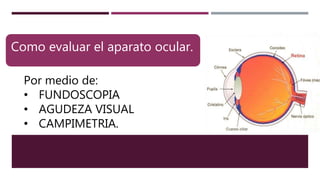 Como evaluar el aparato ocular.
Por medio de:
• FUNDOSCOPIA
• AGUDEZA VISUAL
• CAMPIMETRIA.
 