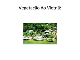 Vegetação do Vietnã:
 