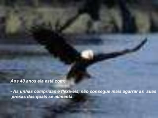 Aos 40 anos ela está com: As unhas compridas e flexíveis, não consegue mais agarrar as  suas presas das quais se alimenta.