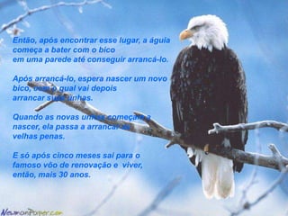 Esse processo consiste em voar para o alto de uma montanha e serecolher em um ninho próximo a um paredão onde ela não necessite voar.