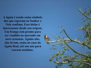 A águia é usada como símbolo dos que esperam no Senhor e Nele confiam. Esse bicho é interessante desde sua origem. Um frango está pronto para ser vendido no mercado em nove semanas. Águias não, elas levam, como no caso da Águia Real, até um ano para voarem sozinhas.  