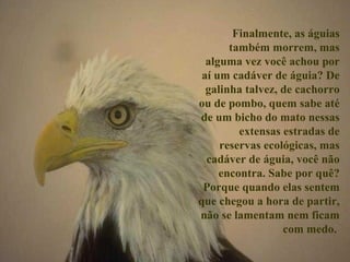 Finalmente, as águias também morrem, mas alguma vez você achou por aí um cadáver de águia? De galinha talvez, de cachorro ou de pombo, quem sabe até de um bicho do mato nessas extensas estradas de reservas ecológicas, mas cadáver de águia, você não encontra. Sabe por quê? Porque quando elas sentem que chegou a hora de partir, não se lamentam nem ficam com medo.  