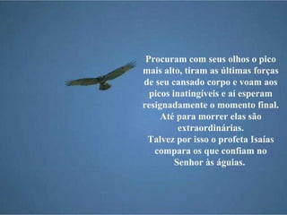 Procuram com seus olhos o pico mais alto, tiram as últimas forças de seu cansado corpo e voam aos picos inatingíveis e aí esperam resignadamente o momento final. Até para morrer elas são extraordinárias. Talvez por isso o profeta Isaías compara os que confiam no Senhor às águias.  