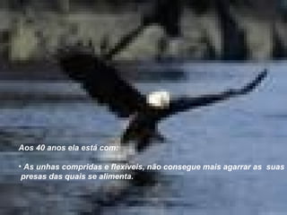 Aos 40 anos ela está com: As unhas compridas e flexíveis, não consegue mais agarrar as  suas presas das quais se alimenta. 