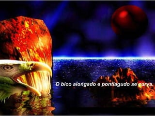 O bico alongado e pontiagudo se curva. 