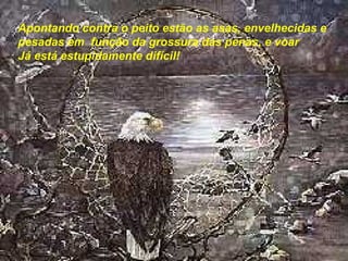 Apontando contra o peito estão as asas, envelhecidas e  pesadas em  função da grossura das penas, e voar  Já está estupidamente difícil! 