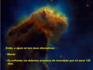 Então, a águia só tem duas alternativas: Morrer Ou enfrentar um doloroso processo de renovação que irá durar 150 dias. 