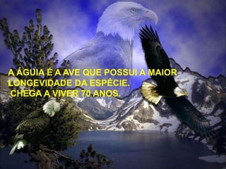 A ÁGUIA É A AVE QUE POSSUI A MAIOR
LONGEVIDADE DA ESPÉCIE.
CHEGA A VIVER 70 ANOS.

 