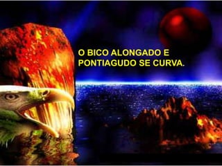 O BICO ALONGADO E
PONTIAGUDO SE CURVA.

 