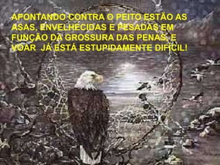 APONTANDO CONTRA O PEITO ESTÃO AS
ASAS, ENVELHECIDAS E PESADAS EM
FUNÇÃO DA GROSSURA DAS PENAS, E
VOAR JÁ ESTÁ ESTUPIDAMENTE DIFÍCIL!

 