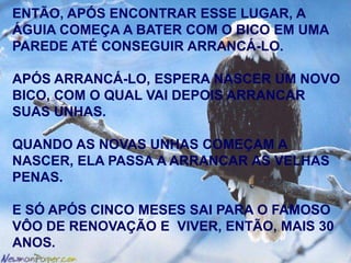 ENTÃO, APÓS ENCONTRAR ESSE LUGAR, A
ÁGUIA COMEÇA A BATER COM O BICO EM UMA
PAREDE ATÉ CONSEGUIR ARRANCÁ-LO.
APÓS ARRANCÁ-LO, ESPERA NASCER UM NOVO
BICO, COM O QUAL VAI DEPOIS ARRANCAR
SUAS UNHAS.
QUANDO AS NOVAS UNHAS COMEÇAM A
NASCER, ELA PASSA A ARRANCAR AS VELHAS
PENAS.

E SÓ APÓS CINCO MESES SAI PARA O FAMOSO
VÔO DE RENOVAÇÃO E VIVER, ENTÃO, MAIS 30
ANOS.

 