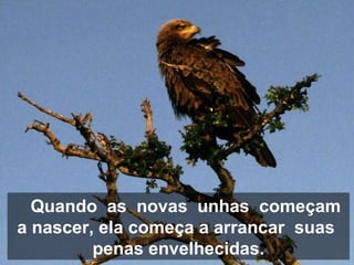 Quando as novas unhas começam
a nascer, ela começa a arrancar suas
penas envelhecidas.
 