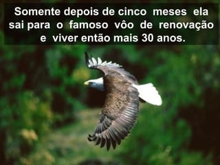 Somente depois de cinco meses ela
sai para o famoso vôo de renovação
e viver então mais 30 anos.
 