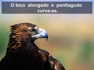 O bico alongado e pontiagudo
curva-se.
 