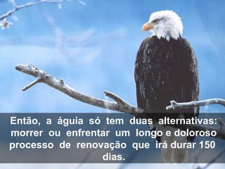 Então, a águia só tem duas alternativas:
morrer ou enfrentar um longo e doloroso
processo de renovação que irá durar 150
dias.
 