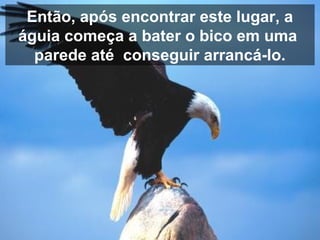 Então, após encontrar este lugar, a
águia começa a bater o bico em uma
parede até conseguir arrancá-lo.
 