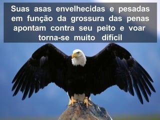 Suas  asas  envelhecidas  e  pesadas em  função  da  grossura  das  penas  apontam  contra  seu  peito  e  voar  torna-se  muito  difícil 