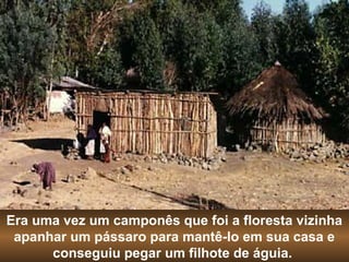 Era uma vez um camponês que foi a floresta vizinha 
apanhar um pássaro para mantê-lo em sua casa e 
conseguiu pegar um filhote de águia. 
 