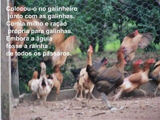 Colocou-o no galinheiro 
junto com as galinhas. 
Comia milho e ração 
própria para galinhas. 
Embora a águia 
fosse a rainha 
de todos os pássaros. 
 