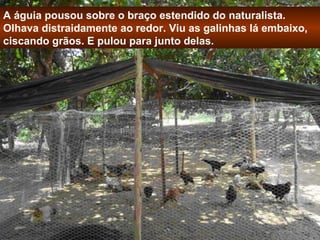 A águia pousou sobre o braço estendido do naturalista. 
Olhava distraidamente ao redor. Viu as galinhas lá embaixo, 
ciscando grãos. E pulou para junto delas. 
 
