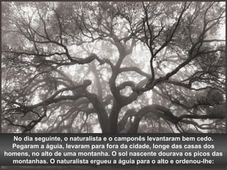 No dia seguinte, o naturalista e o camponês levantaram bem cedo. 
Pegaram a águia, levaram para fora da cidade, longe das casas dos 
homens, no alto de uma montanha. O sol nascente dourava os picos das 
montanhas. O naturalista ergueu a águia para o alto e ordenou-lhe: 
 