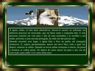 A águia, então, só tem duas alternativas: deixar-se morrer ou enfrentar um
doloroso processo de renovação, que irá durar cento e cinquenta dias. E este
processo consiste em voar para o alto de uma montanha e se recolher a um
ninho, próximo a uma encosta protegida, de onde ela não precise sair.
Quando encontra esse lugar, a águia bate o bico na pedra, até conseguir
arrancá-lo. E, espera, pacientemente, nascer um novo bico, com o qual vai,
depois, arrancar as unhas. Quando as novas unhas começam a nascer, ela passa
a arrancar as velhas penas. Só depois de cinco meses sai para o seu voo de
renovação, para então viver mais trinta anos.
 