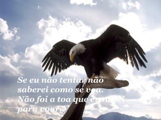 Se eu não tentar não saberei como se voa. Não foi a toa que eu nasci para voar. 