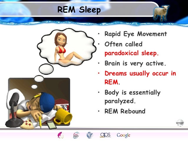 Why is REM sleep also called paradoxical sleep?