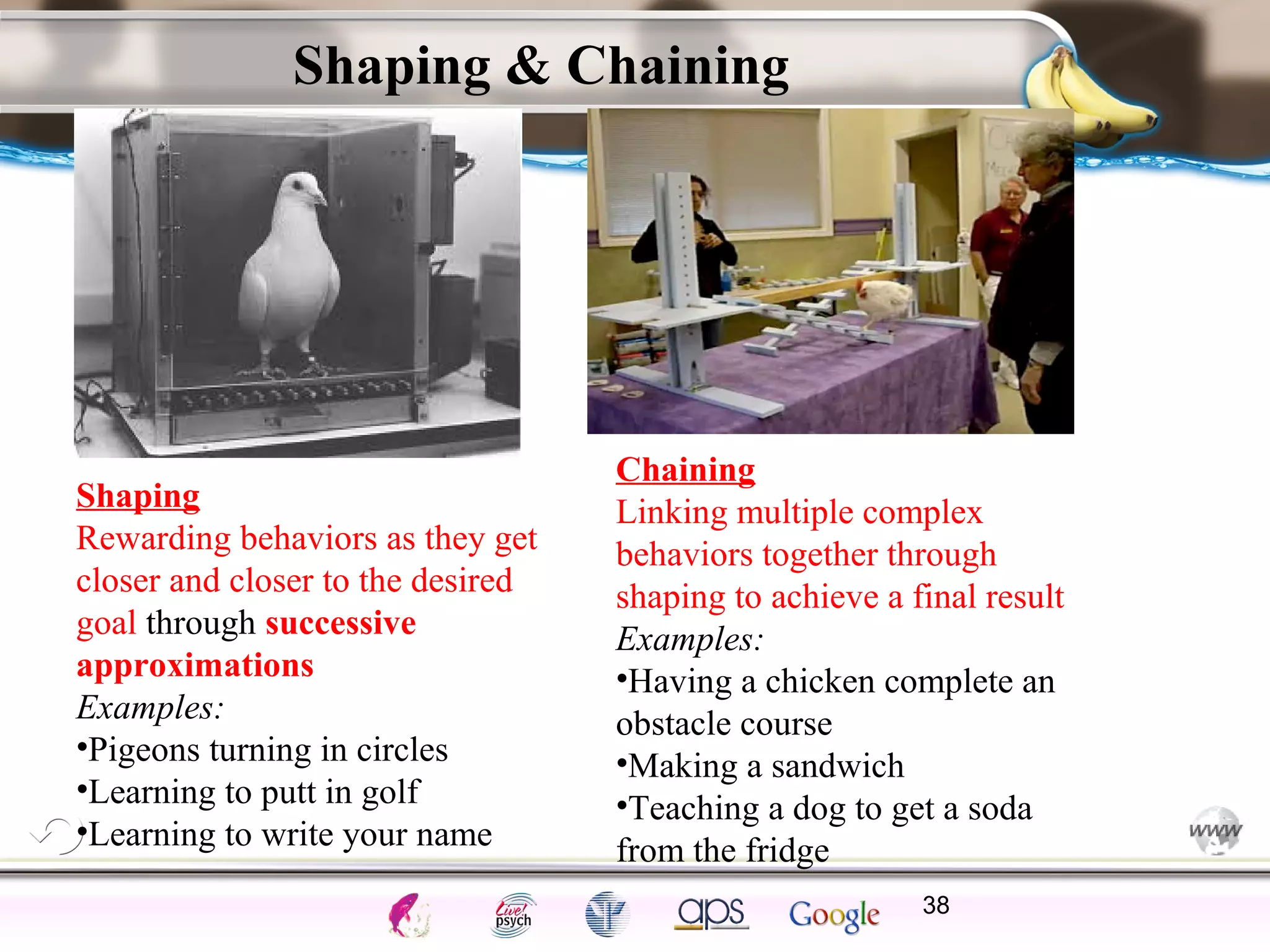 ElementsControl
SchedulesPunish
ObserveInsightHelplessCognitiveModify
ReinforceOperantEmotionsClassicalLearning
Shaping & Chaining
38
Shaping
Rewarding behaviors as they get
closer and closer to the desired
goal through successive
approximations
Examples:
•Pigeons turning in circles
•Learning to putt in golf
•Learning to write your name
Chaining
Linking multiple complex
behaviors together through
shaping to achieve a final result
Examples:
•Having a chicken complete an
obstacle course
•Making a sandwich
•Teaching a dog to get a soda
from the fridge
 