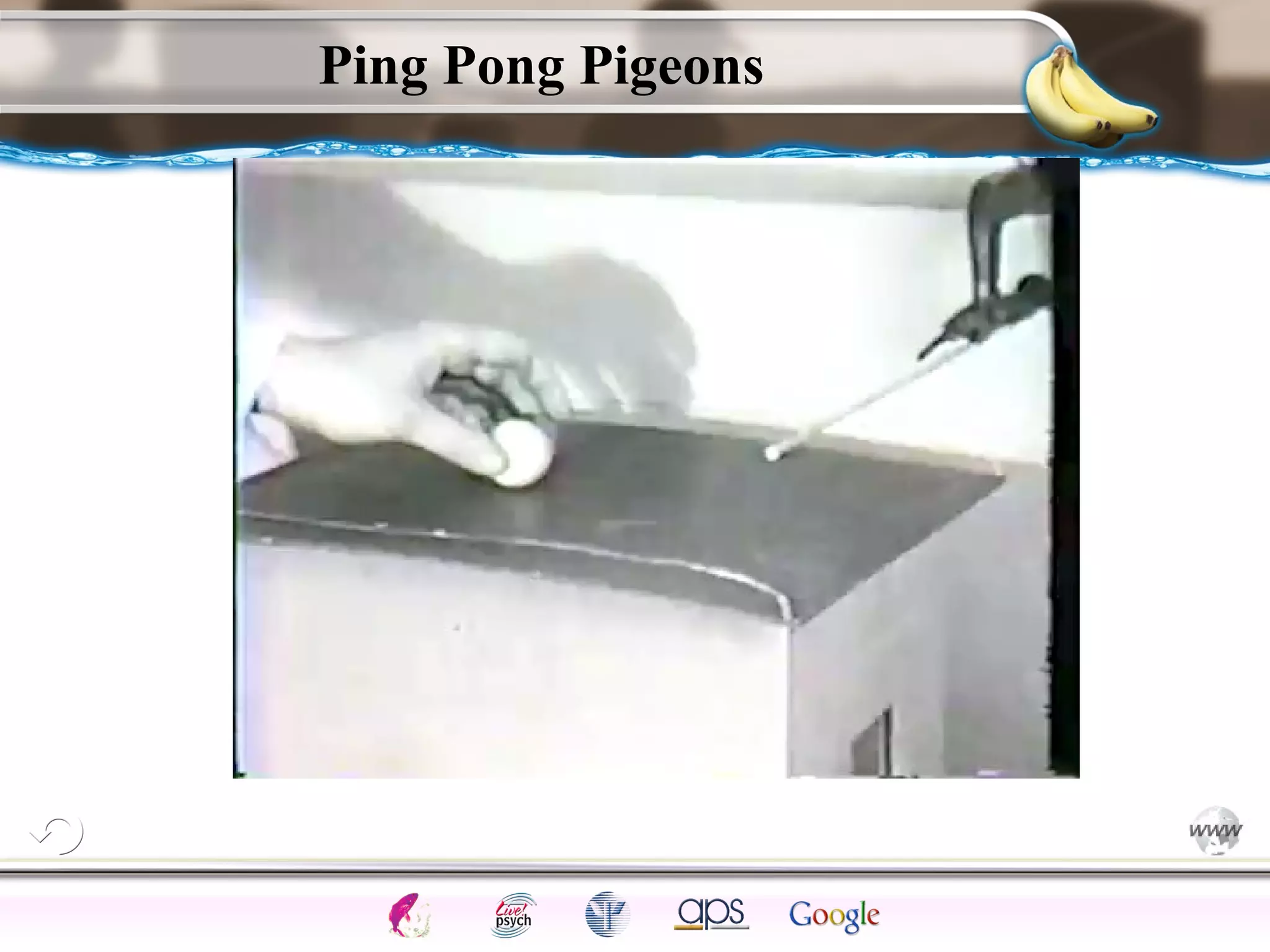 ElementsControl
SchedulesPunish
ObserveInsightHelplessCognitiveModify
ReinforceOperantEmotionsClassicalLearning
Ping Pong Pigeons
 