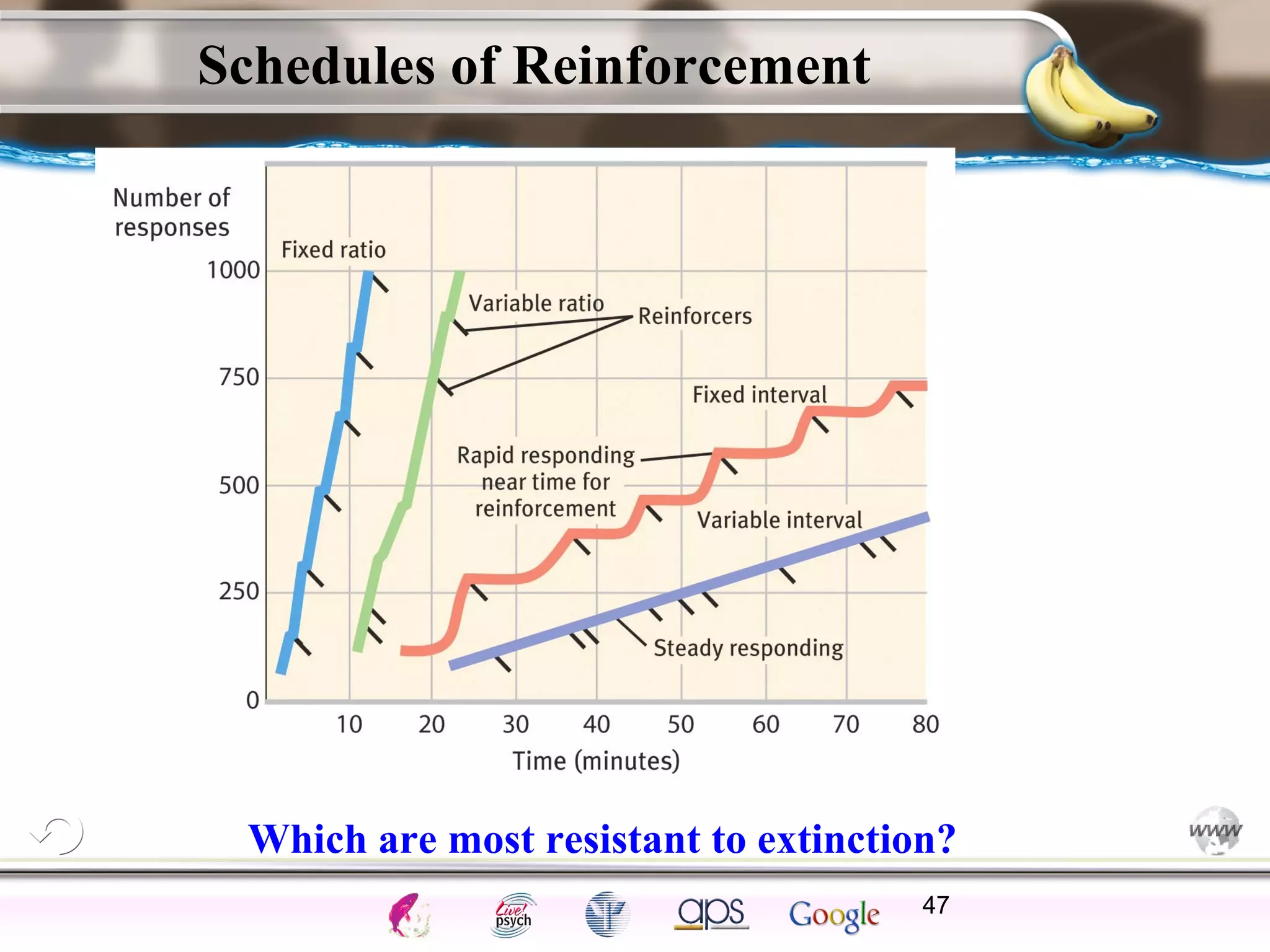 ElementsControl
SchedulesPunish
ObserveInsightHelplessCognitiveModify
ReinforceOperantEmotionsClassicalLearning
Schedules of Reinforcement
47
Which are most resistant to extinction?
 