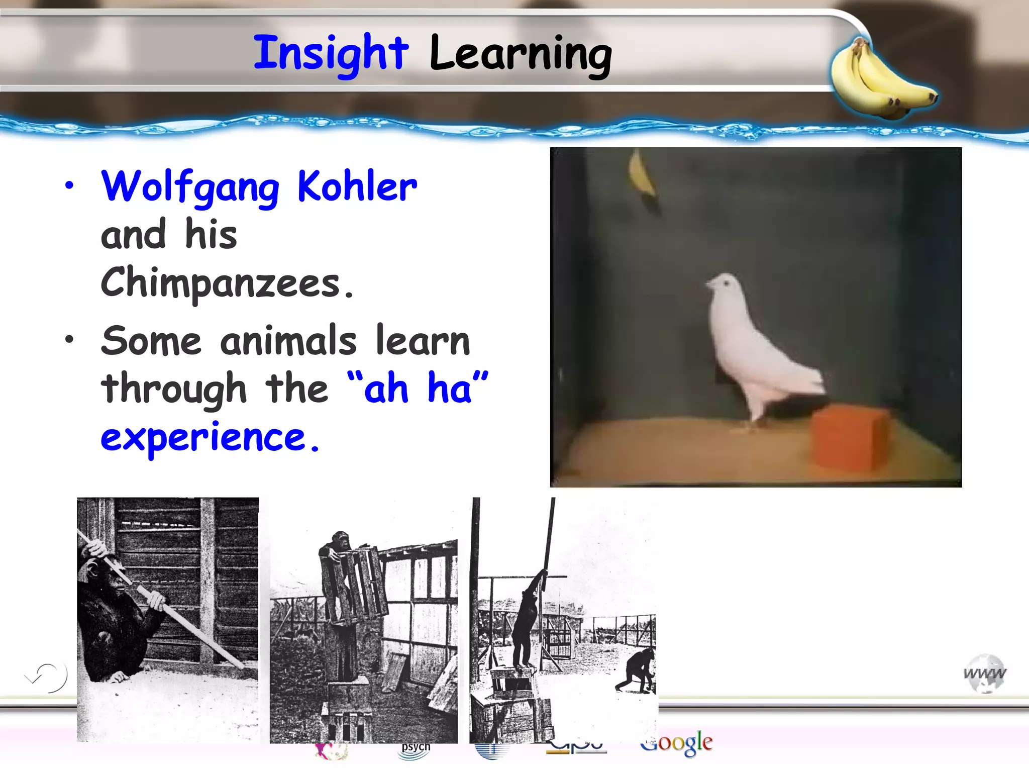ElementsControl
SchedulesPunish
ObserveInsightHelplessCognitiveModify
ReinforceOperantEmotionsClassicalLearning
Insight Learning
• Wolfgang Kohler
and his
Chimpanzees.
• Some animals learn
through the “ah ha”
experience.
 