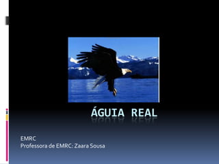 ÁGUIA REAL
EMRC
Professora de EMRC: Zaara Sousa
 