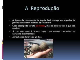 A Reprodução
A época da reprodução da Águia Real começa em meados de
janeiro e acaba em meados de setembro.
Cada casal pode ter até 10 ninhos, mas só dois ou três é que são
usados.
A cor dos ovos é branco sujo, com marcas castanhas ou
castanho-avermelhado.
A incubação dura 35 ou 45 dias.