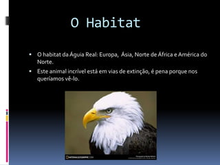 O Habitat
O habitat da Águia Real: Europa, Ásia, Norte de África e América do
Norte.
Este animal incrível está em vias de extinção, é pena porque nos
queríamos vê-lo.