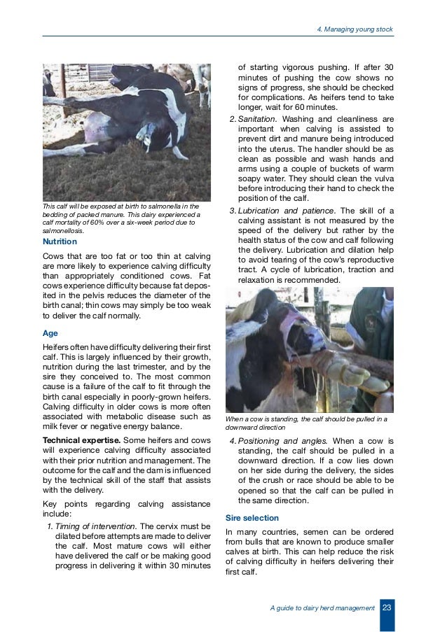 A guide to dairy herd management (australia)