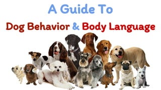 A Guide To
Dog Behavior & Body Language
 