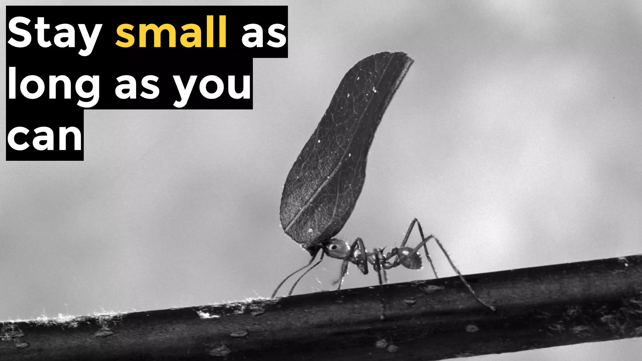 Stay small as
long as you
can
 