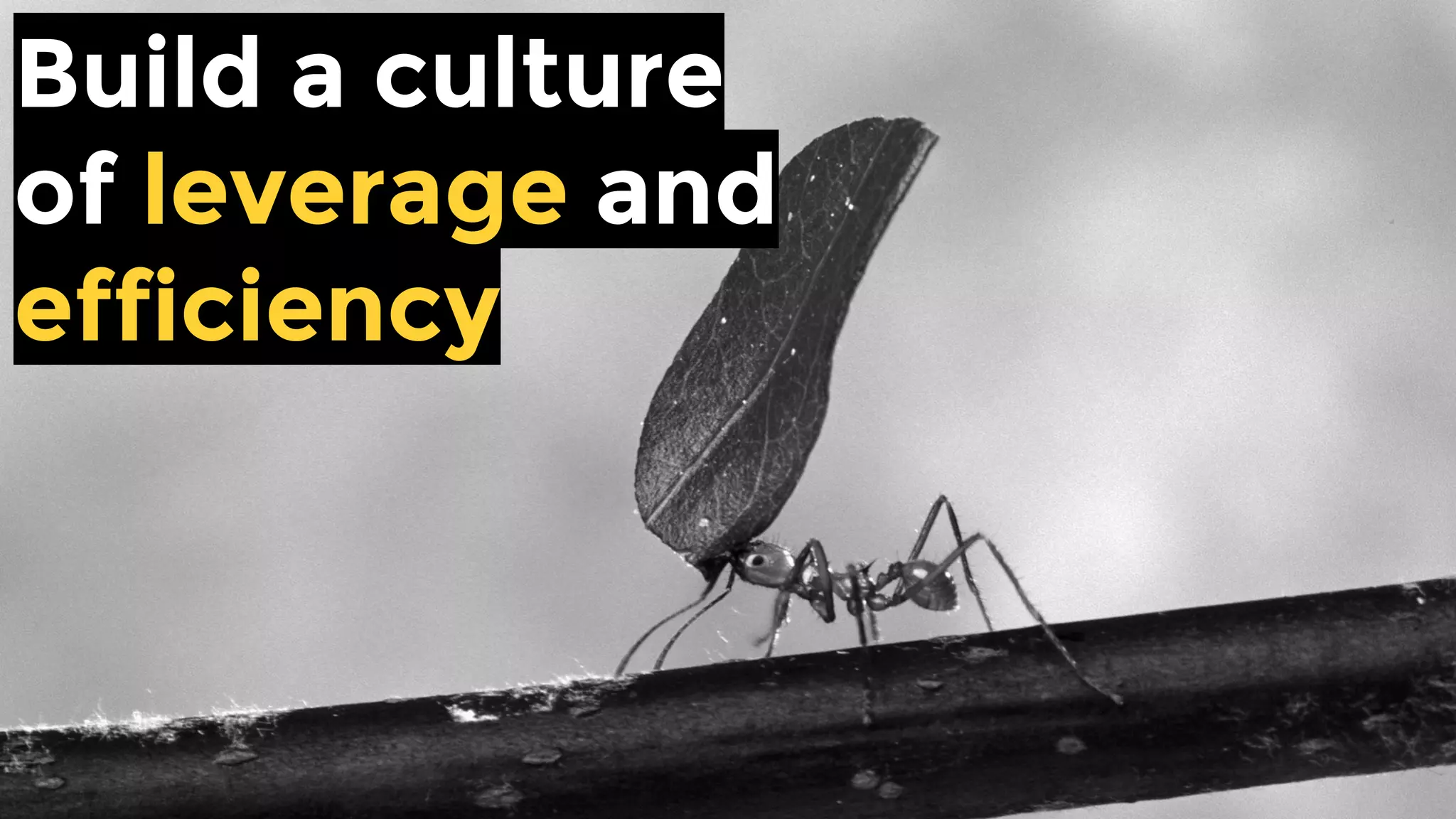 Build a culture
of leverage and
efficiency
 