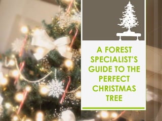 A FOREST 
SPECIALIST’S 
GUIDE TO THE 
PERFECT 
CHRISTMAS 
TREE 
 