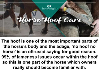 The hoof is one of the most important parts of
the horse’s body and the adage, ‘no hoof no
horse’ is an oft-used saying for good reason.
99% of lameness issues occur within the hoof
so this is one part of the horse which owners
really should become familiar with.
 