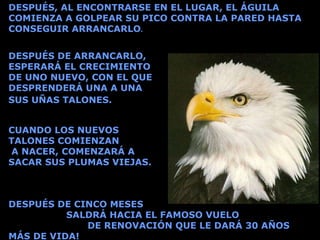 DESPUÉS, AL ENCONTRARSE EN EL LUGAR, EL ÁGUILA COMIENZA A GOLPEAR SU PICO CONTRA LA PARED HASTA CONSEGUIR ARRANCARLO . CUANDO LOS NUEVOS  TALONES COMIENZAN  A NACER, COMENZARÁ A  SACAR SUS PLUMAS VIEJAS. DESPUÉS DE CINCO MESES  SALDRÁ HACIA EL FAMOSO VUELO  DE RENOVACIÓN QUE LE DARÁ 30 AÑOS MÁS DE VIDA!   DESPUÉS DE ARRANCARLO, ESPERARÁ EL CRECIMIENTO  DE UNO NUEVO, CON EL QUE DESPRENDERÁ UNA A UNA  SUS UÑAS TALONES.   