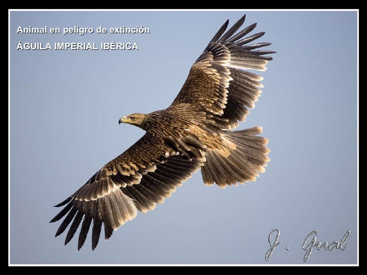 Aguila Imperial Ibérica
